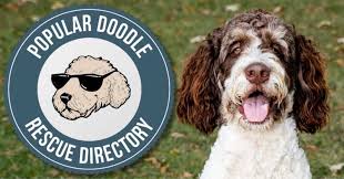 We did not find results for: Bernedoodle Rescue Directory Top 10 Legit Adoption Organizations