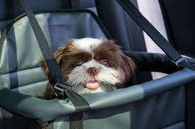 Best Dog Booster Seats And Beds For Cars