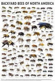 Image Result For Honey Bee Identification Chart Bee Bee