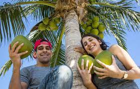 climb a coconut tree