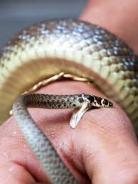 er or not bit by a non poisonous snake