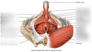 male pelvic floor muscles diagram quizlet
