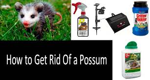 how to get rid of possums 5 best ways