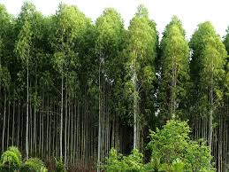 A wide variety of eucalyptus plants options are available to you, such as christmas. 11 Different Varieties Of Eucalyptus Trees Trees Com