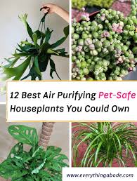 Air Purifying Pet Safe Houseplants