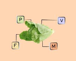romaine lettuce nutrients