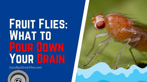 Fruit Flies What To Pour Down Your Drain