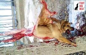 Image result for PHOTOS DOG TORTURED IN CHINA