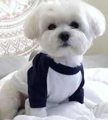Maybe you would like to learn more about one of these? 110 Maltese Haircuts Ideas Maltese Maltese Dogs Maltese Puppy