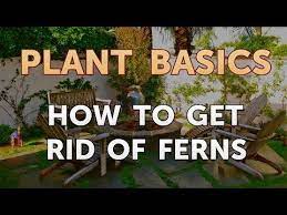 How To Get Rid Of Ferns You