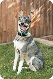 Image result for husky dogs: washington