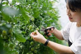 6 simple tips for pruning tomato plants