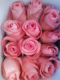 pink wham rose flowers packaging