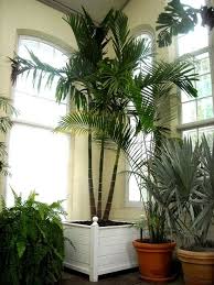 Indoor Palm Trees Indoor Palms