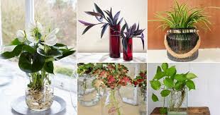 Indoor Plants You Can Grow In Vases