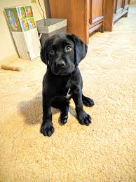 So, if you go out and get one, it's on you. Ten Week Old Lab Puppy Exercise Routine Puppy101