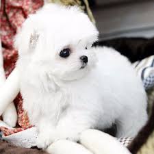 Use the search tool below and browse adoptable malteses! Teacup Maltese For Sale Top Breeder With Good Prices