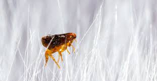 how long does a flea live