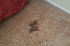 carpet burns maryland carpet repair