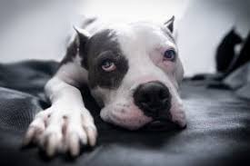 Dogs can get ulcers in their stomach if the lining is damaged. Stomach Cancer In Dogs Bluepearl Pet Hospital