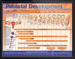 Prenatal Development Chart 26x20 Prenatal Development