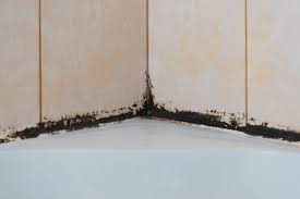 remove mold from shower tile grout