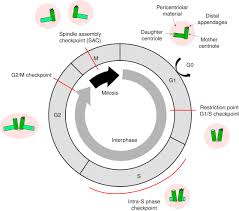 mitosis an overview sciencedirect