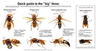 northern giant hornet and other insects