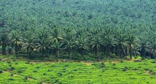 Image result for palm oil deforestation