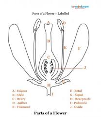 parts of a flower lovetoknow