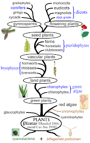 the diffe types of plants in the world