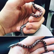 snake removal services in westfield
