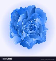 blue rose flower simple symbol of love