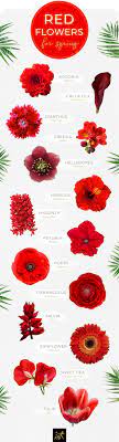 40 types of red flowers ftd com
