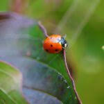 attracting ladybugs encouraging