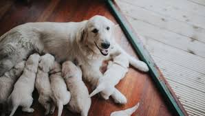 how long are dogs pregnant forbes