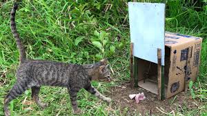 Drop in the bucket medium multiple catch animal trap for mouse 1 pk. Technology Idea The Primitive Build Wild Cat Trap Using Big Paper Box Youtube