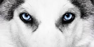 Siberian Husky Eye Colors All About The Different Types