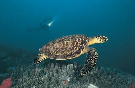 They may migrate between neritic and oceanic zones near their nesting beaches. Sea Turtle Description Species Habitat Facts Britannica