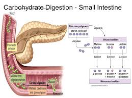 Carbohydrate Digestion Begins In The Mouth With Salivary