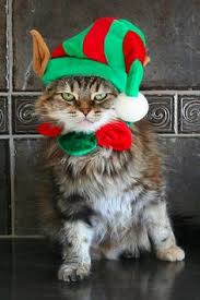 Image result for cats and dogs dressed as christmas elves