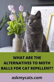 do moth keep cats away