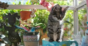 Is That Houseplant Safe For Your Pets