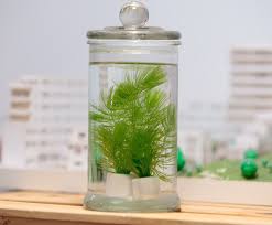 medium glass jars plants