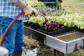 effective vegetable gardening tips