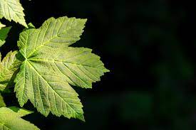 how to identify maple sycamore and