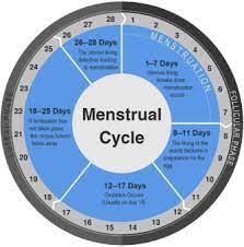 menstrual cycle an overview