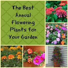 annual plants planting flowers