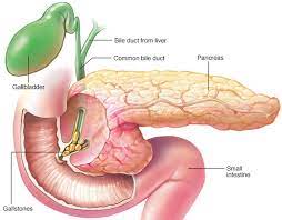 lipase pancreatic lipase normal