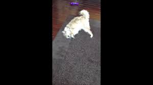 crazy dog rubs his face on carpet after